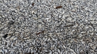 рыба в реке идолга. Смотреть фото рыба в реке идолга. Смотреть картинку рыба в реке идолга. Картинка про рыба в реке идолга. Фото рыба в реке идолга рыба в реке идолга. Смотреть фото рыба в реке идолга. Смотреть картинку рыба в реке идолга. Картинка про рыба в реке идолга. Фото рыба в реке идолга