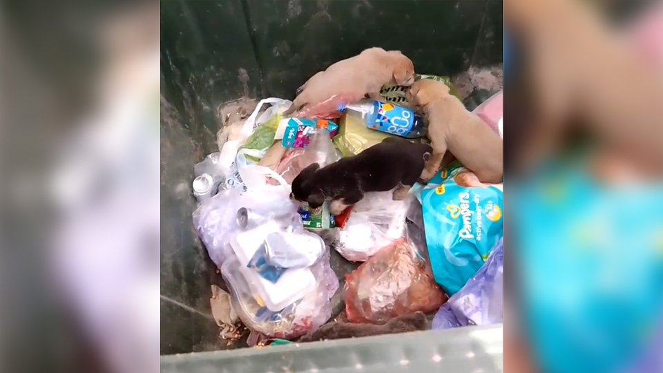 Девочку нашли в мусорном баке. В мусорном баке нашли ребенка.