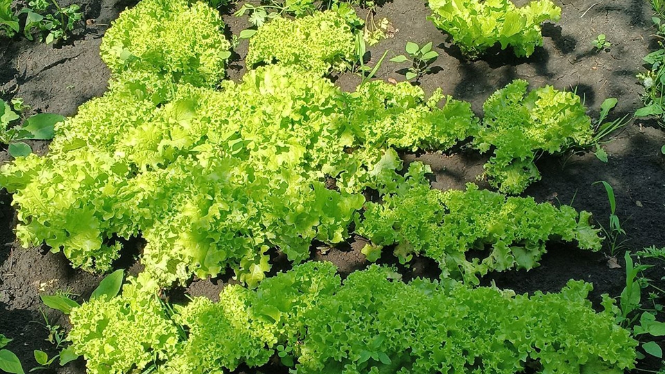 До +36°: саратовцам обещана жаркая среда без дождя | Новости Саратова и ...