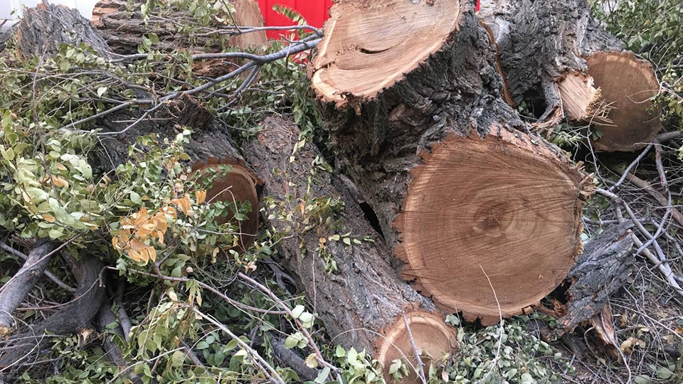 В Саратове опиловка деревьев остановила три троллейбусных маршрута ...
